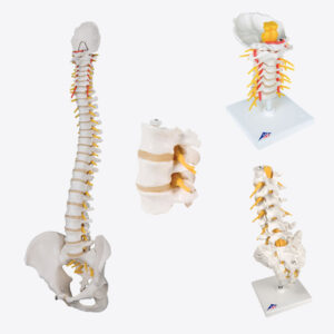 Spine Models